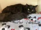 Adopt Brandi a All Black Domestic Mediumhair / Domestic Shorthair / Mixed cat in