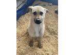 Adopt Honey a White Anatolian Shepherd / Mixed dog in St. Anne, IL (41401410)