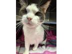 Adopt Jazzi a White Domestic Shorthair / Mixed Breed (Medium) / Mixed (short