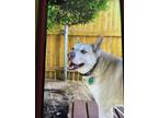 Adopt Ozzie a White German Shepherd Dog / Husky / Mixed dog in Oklahoma City
