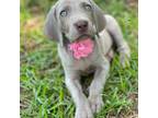 Weimaraner Puppy for sale in Magee, MS, USA