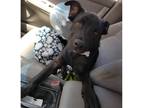 Adopt Tsuki a Black German Shepherd Dog / Mixed dog in Turlock, CA (41401267)