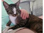 Adopt Ray a Brown Tabby Domestic Shorthair / Mixed (short coat) cat in Herndon