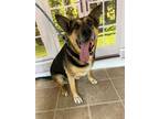 Adopt Rosie a Black - with Tan, Yellow or Fawn Shepherd (Unknown Type) / Mixed