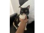 Adopt Princess a Black & White or Tuxedo Calico / Mixed (short coat) cat in Fort