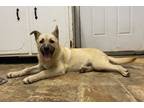 Adopt Addie a German Shepherd Dog / Mixed dog in Darlington, SC (41398958)