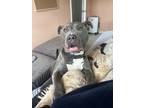 Adopt Milo a Gray/Silver/Salt & Pepper - with White American Pit Bull Terrier /