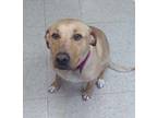 Adopt Nova Rayne a Brown/Chocolate Labrador Retriever / Mixed Breed (Medium) /