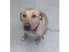 Adopt Nova Rayne a Brown/Chocolate Labrador Retriever / Mixed dog in Huntingdon