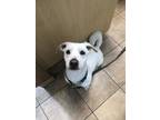 Adopt Schnoodle a White Mixed Breed (Medium) / Mixed dog in Munster
