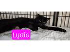Adopt Lydia a Domestic Shorthair / Mixed (short coat) cat in Jim Thorpe