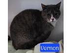 Adopt Vernon a Domestic Shorthair / Mixed (short coat) cat in Jim Thorpe