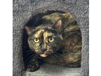 Adopt Rosie a Domestic Shorthair / Mixed (short coat) cat in Jim Thorpe