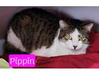 Adopt Pippin a Domestic Shorthair / Mixed (short coat) cat in Jim Thorpe