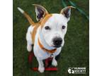 Adopt LADY a White - with Red, Golden, Orange or Chestnut Pit Bull Terrier /