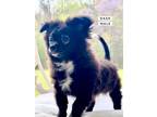Adopt Pebble Dash a Poodle (Standard) / Mixed Breed (Medium) / Mixed dog in