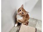Adopt Edward a Orange or Red Domestic Shorthair / Domestic Shorthair / Mixed cat