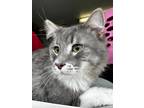 Adopt Bruno Mars a Gray or Blue Domestic Mediumhair / Domestic Shorthair / Mixed