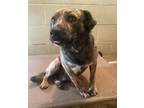 Adopt Dan Brothers a Tan/Yellow/Fawn German Shepherd Dog / Mixed dog in