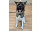 Adopt Tonka~s23/24-0495 a Brown/Chocolate Akita / Mixed dog in Bangor