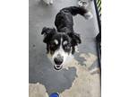 Adopt Mitch a Black - with White Border Collie / Mixed dog in San Antonio