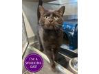 Adopt Checkers a All Black Domestic Shorthair / Domestic Shorthair / Mixed cat