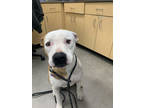 Adopt STRAY-0507-01 a White Mixed Breed (Large) / Mixed dog in Ponderay