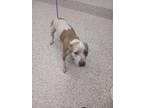 Adopt Nova a White American Pit Bull Terrier / Mixed dog in Atlanta