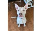 Adopt Sonic III a Tan/Yellow/Fawn American Pit Bull Terrier / Mixed Breed