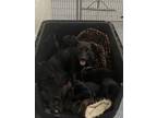 Adopt Delphine a Black Labrador Retriever / Mixed Breed (Medium) / Mixed (short