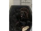 Adopt 55434426 a Black Labrador Retriever / Mixed dog in Baton Rouge