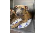 Adopt Gabriella a Brindle American Pit Bull Terrier / Mixed Breed (Medium) /