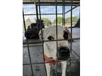 Adopt Miss Patch a White Retriever (Unknown Type) / Mixed dog in Baton Rouge