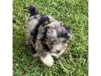 Mutt Puppy for sale in Springfield, TN, USA