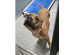 Adopt Bijou a Brown/Chocolate American Pit Bull Terrier / Mixed dog in Baton