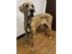 Adopt Bruno a Brown/Chocolate Great Dane / Mixed dog in Baton Rouge