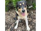 Adopt Moby a Black Bernese Mountain Dog / Mixed dog in Itasca, IL (41401164)