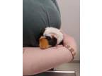 Adopt Moochie a Black Guinea Pig / Guinea Pig / Mixed small animal in Cleveland