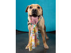 Adopt BAILEY a Tan/Yellow/Fawn Labrador Retriever / Mixed dog in Atlanta