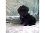 Poodle (Toy) Puppy for sale in Whittier, CA, USA