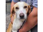 Adopt Dexter a White - with Brown or Chocolate Hound (Unknown Type) / Mixed dog