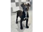 Adopt Celeste a Gray/Silver/Salt & Pepper - with White Pit Bull Terrier / Mixed