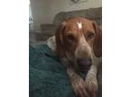 Adopt Cooper a Red/Golden/Orange/Chestnut - with White English (Redtick)