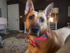 Adopt Angel a Tan/Yellow/Fawn German Shepherd Dog / Pitsky / Mixed dog in