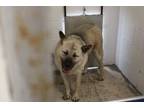 Adopt Oso a Gray/Blue/Silver/Salt & Pepper German Shepherd Dog dog in