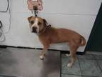Adopt Arrow a Gray/Blue/Silver/Salt & Pepper Pit Bull Terrier dog in