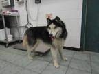 Adopt Lobo a Black Husky dog in Weatherford, TX (41401256)