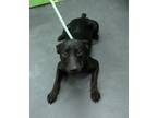 Adopt Maynard a Black Labrador Retriever / Mixed dog in Picayune, MS (41401248)