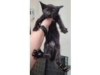 Adopt Cabbage a All Black Domestic Shorthair / Domestic Shorthair / Mixed cat in