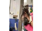 Adopt Gecko a Gray or Blue Domestic Shorthair / Domestic Shorthair / Mixed cat